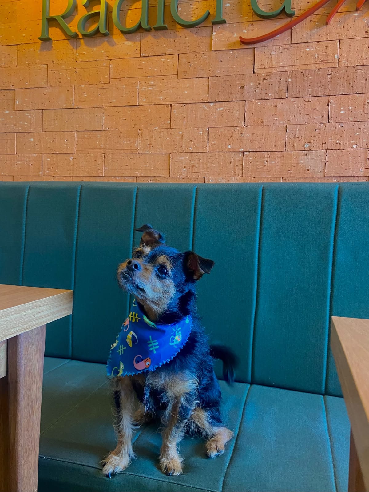 Cachorrinho de bandana azul sentado no banco do Radici d'Amore, um bistrô pet friendly